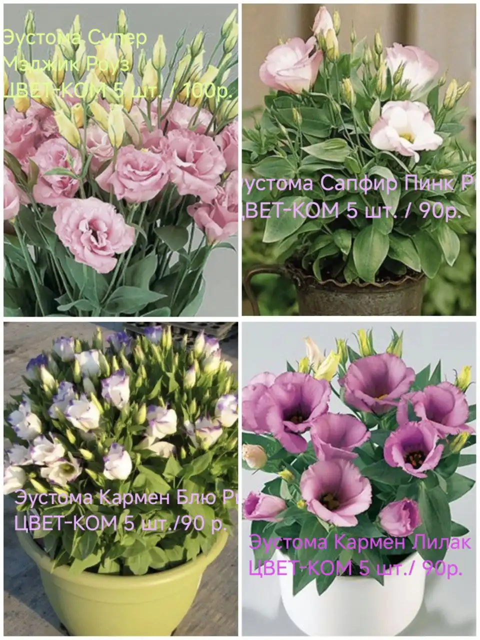 Семена в наличии в Красноярске