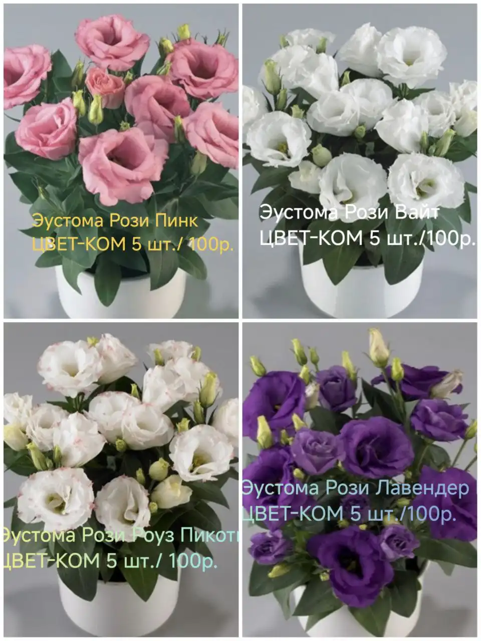 Семена в наличии в Красноярске