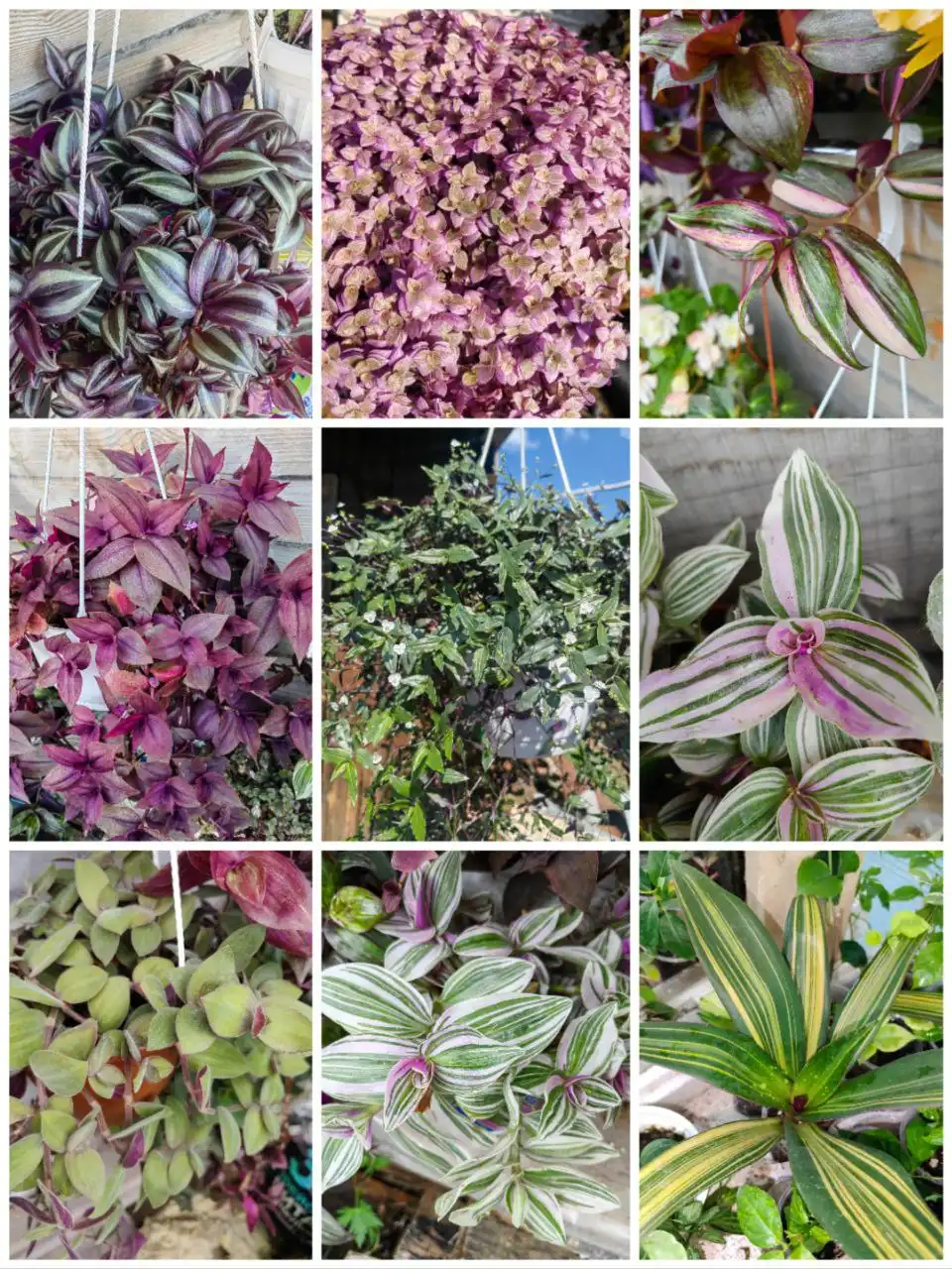 Традесканции срезы разных сортов - Растения (Хобби и отдых) в Улан-Удэ