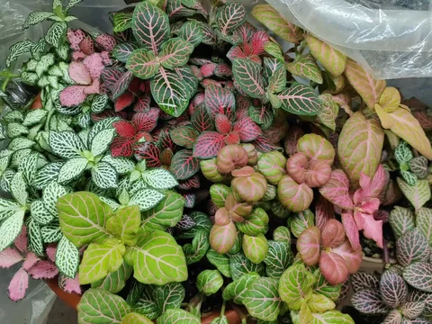 Продам фиттонию - Цветы в Улан-Удэ