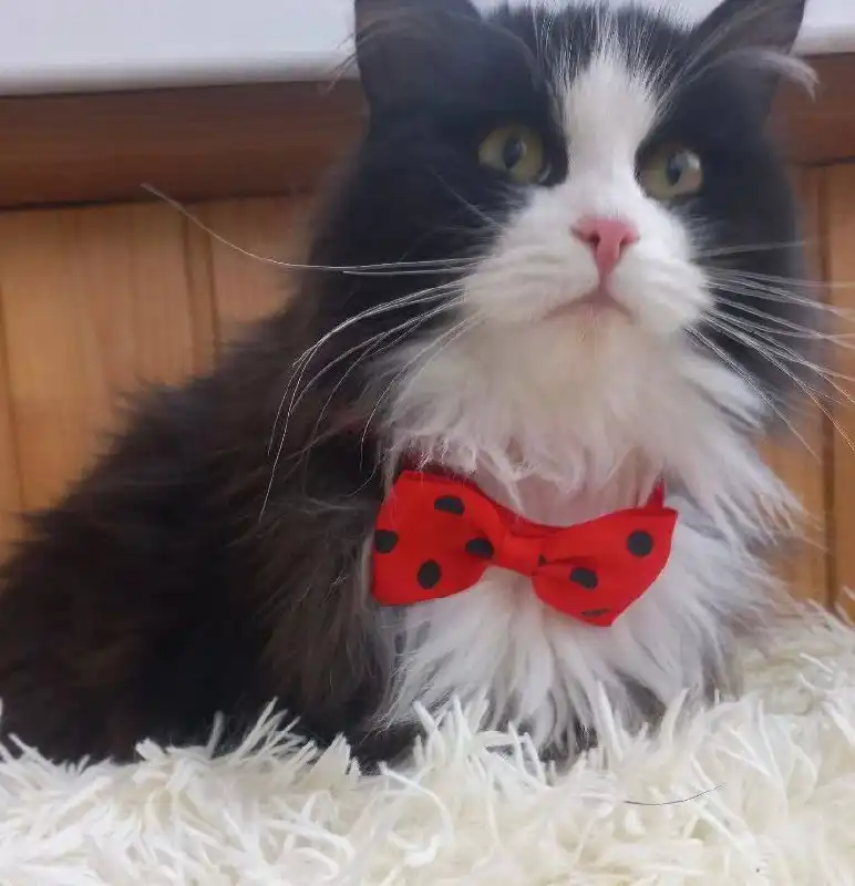 Стерилизованная кошечка Топа ищет дом - Кошки (Животные) в Улан-Удэ