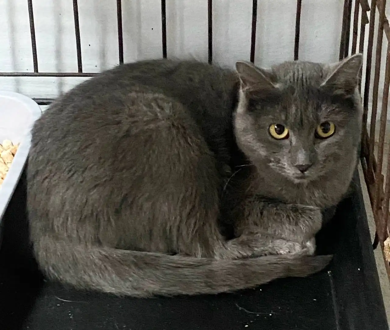 СРОЧНО! Поиск дома для стерилизованной кошки Мии в Улан-Удэ - Кошки (Животные) в Улан-Удэ