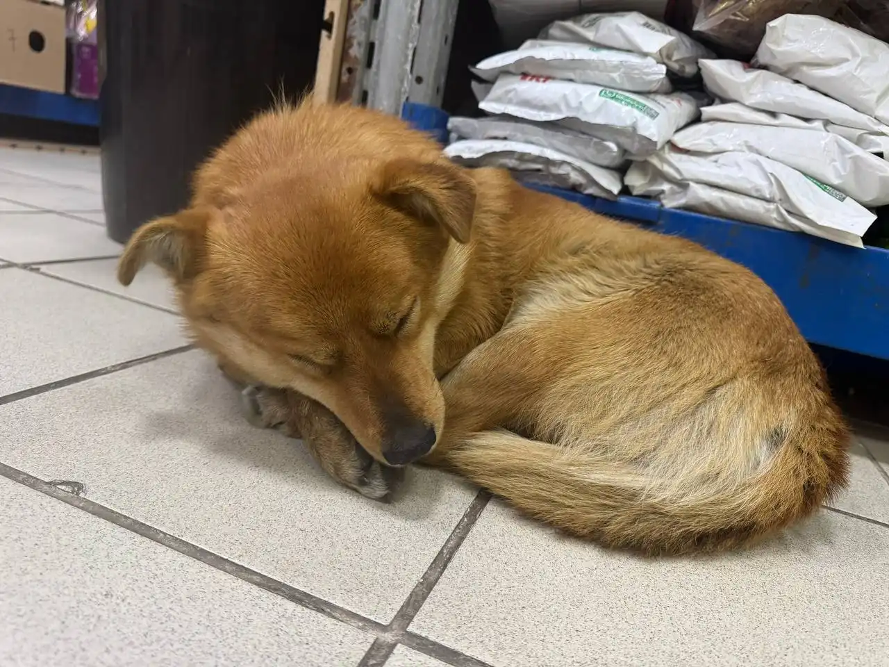 Потерянный котенок на ул. Добролюбова в Улан-Удэ - Кошки (Животные) в Улан-Удэ