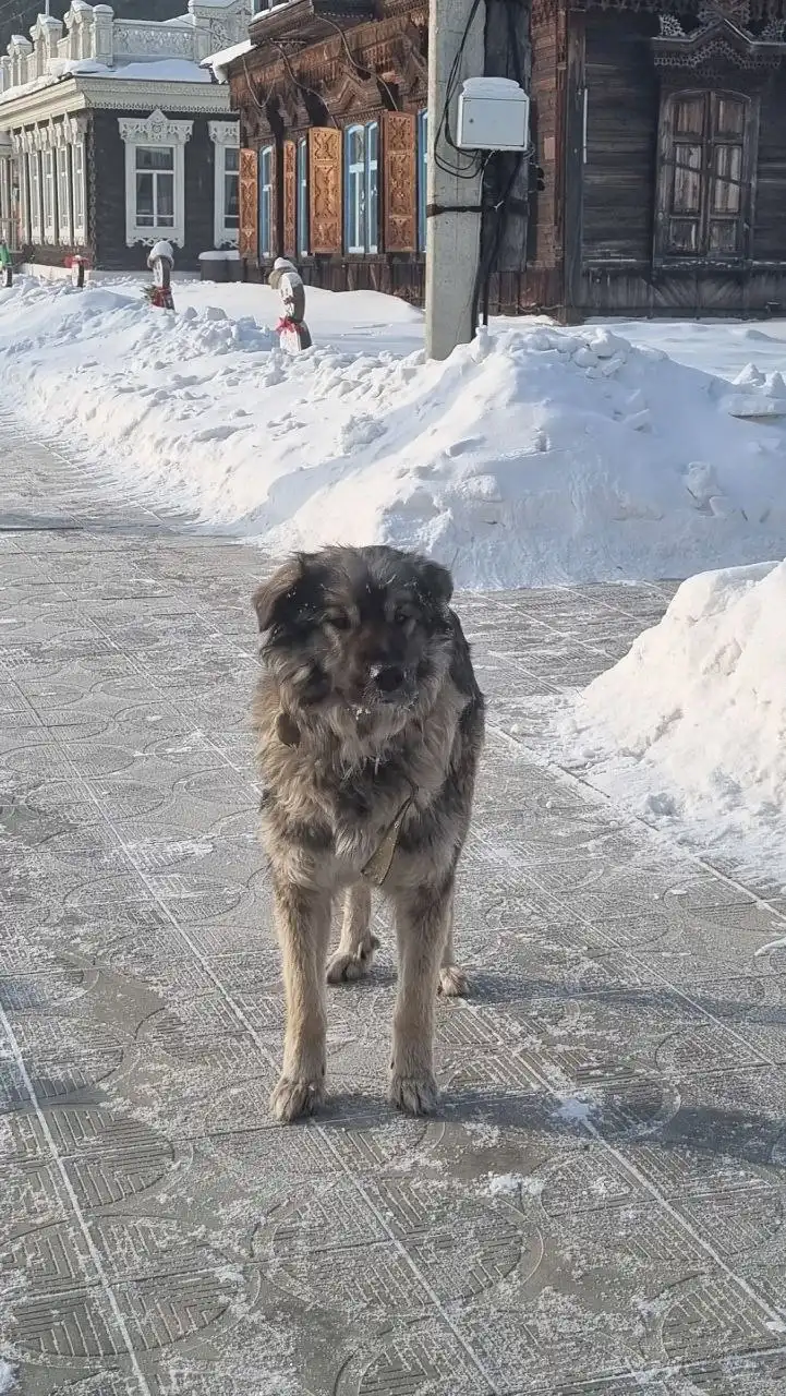 Найдена собака в Улан-Удэ - Собаки (Животные) в Улан-Удэ