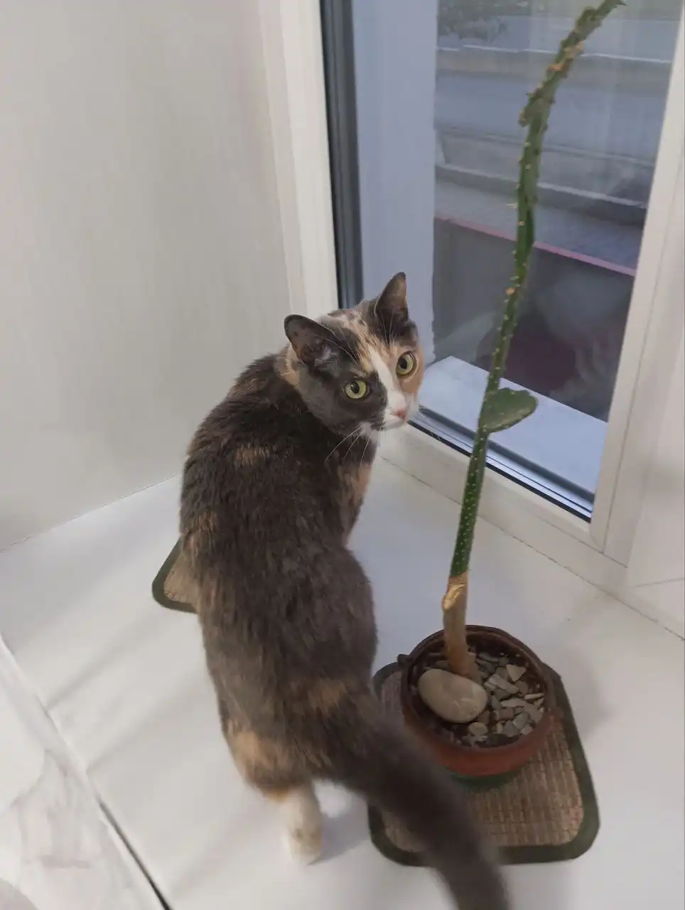 Пропала кошка в Улан-Удэ - Потерянные/Найденные животные (Животные) в Улан-Удэ