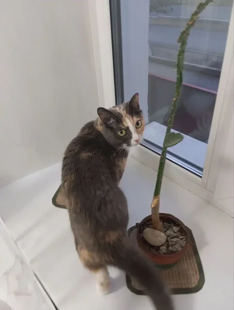 Пропала кошка в Улан-Удэ - Передержка животных в Улан-Удэ