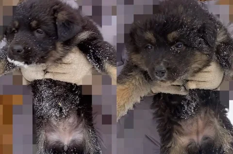 Щенки 2 месяца в Улан-Удэ - Передержка животных в Улан-Удэ