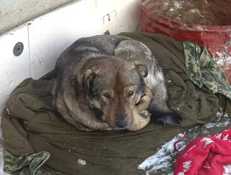 Пёс на улице в Улан-Удэ - Собаки (Животные) в Улан-Удэ