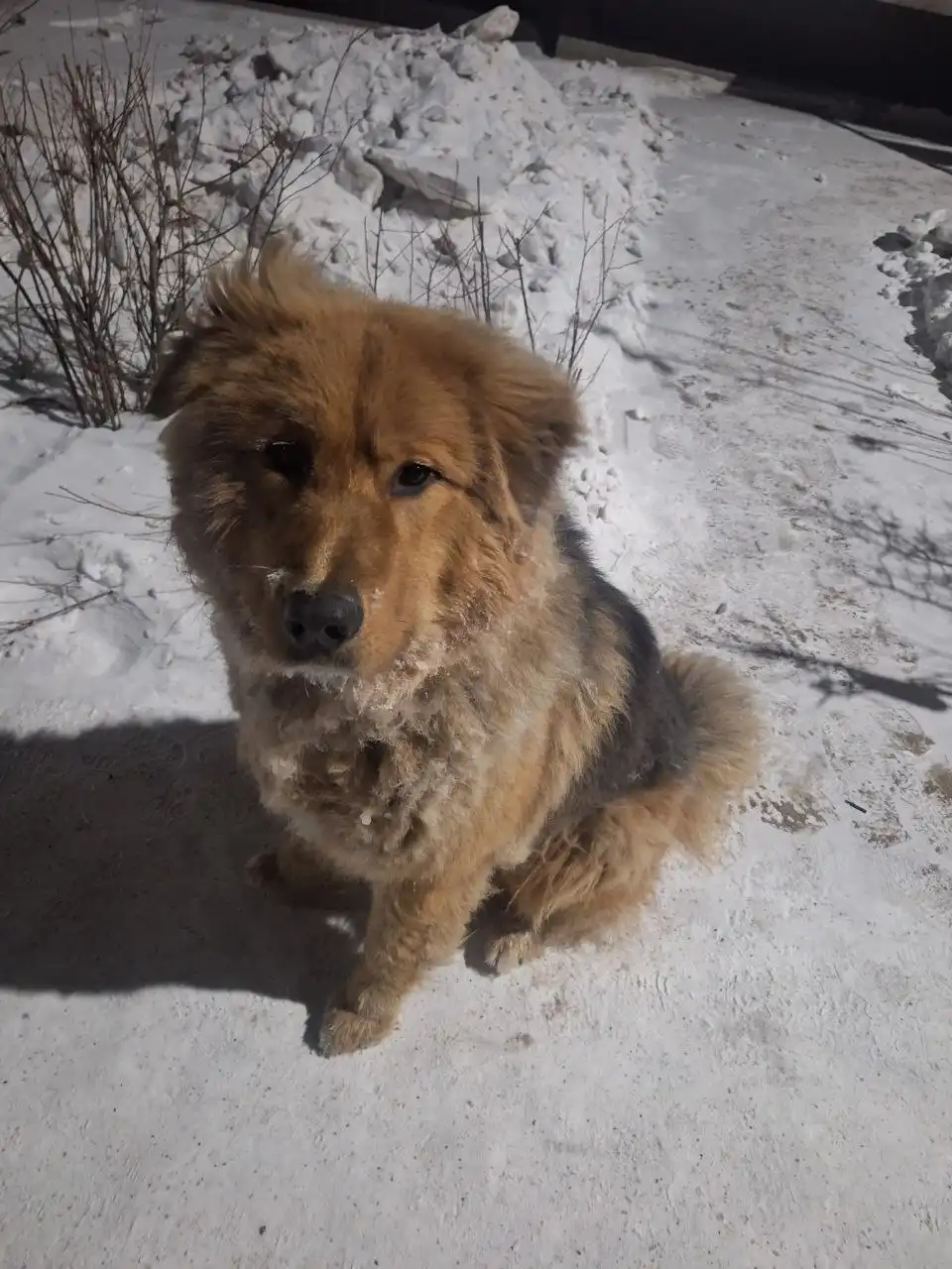 Найденная собака в районе улиц Лебедева и Ключевская - Найденные животные (Животные) в Улан-Удэ