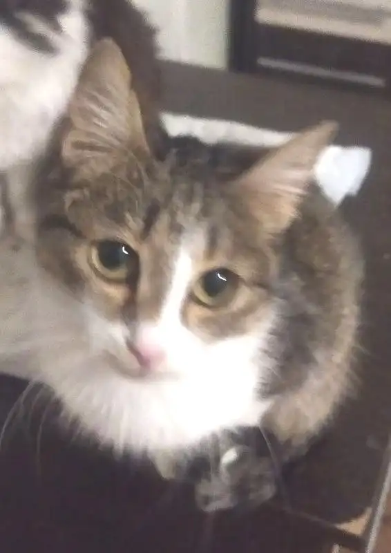 Ласковая девочка-кошечка в добрые руки - Кошки (Животные) в Улан-Удэ