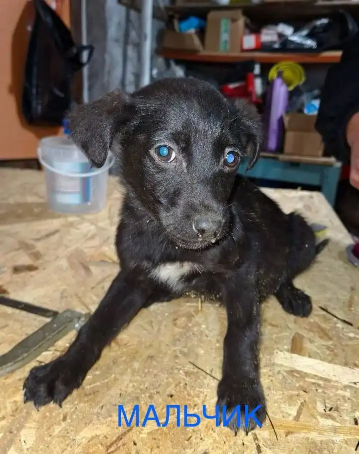 Щенята в добрые руки в Улан-Удэ - Собаки (Животные) в Улан-Удэ