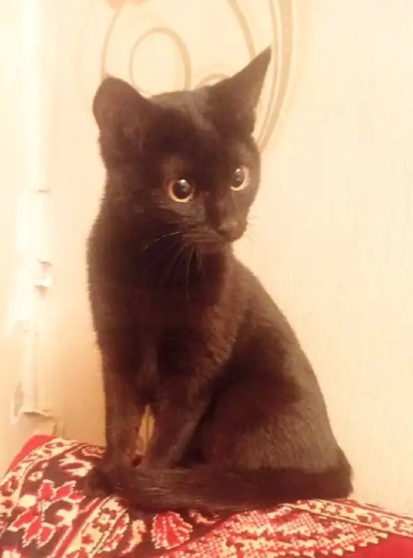 Девочка-котенок ищет семью в Улан-Удэ - Кошки/Котята (Животные) в Улан-Удэ