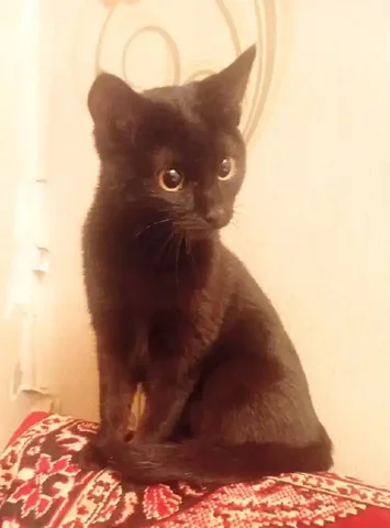 Девочка-котенок ищет семью в Улан-Удэ - Передержка животных в Улан-Удэ