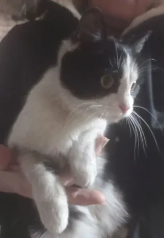 Пристройство ласковой красивой девочки-подкидыша - Передержка животных в Улан-Удэ