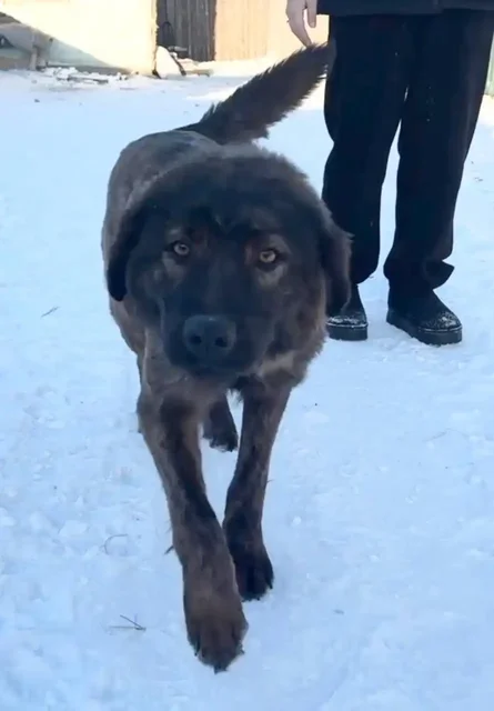 Ищут дом для собаки породы хотошо в Улан-Удэ - Передержка животных в Улан-Удэ