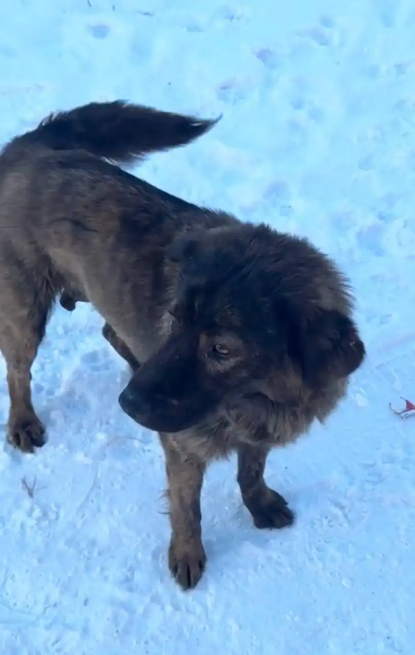 Ищут дом для собаки породы хотошо в Улан-Удэ - Собаки (Животные) в Улан-Удэ