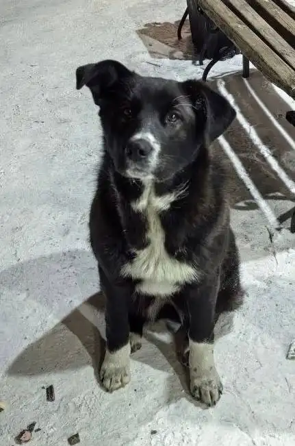 Потерялась девочка-подросток в Улан-Удэ - Кошки (Животные) в Улан-Удэ