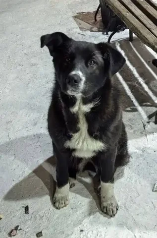 Потерялась девочка-подросток в Улан-Удэ - Передержка животных в Улан-Удэ