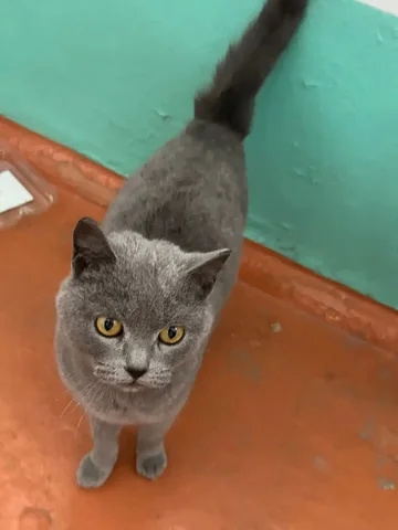 Найдена домашняя кошка породы британская короткошёрстная в Улан-Удэ - Передержка животных в Улан-Удэ