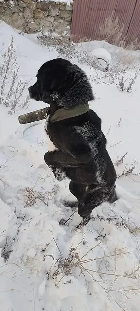 Собака прибилась у дома на Лысой горе - Передержка животных в Улан-Удэ