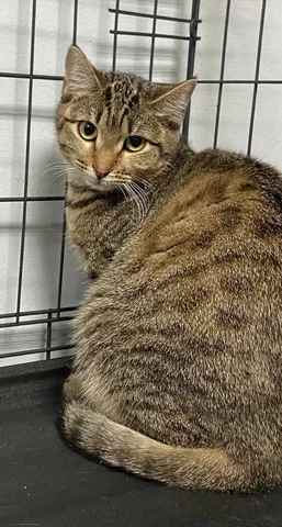 Девочка на передержке в Улан-Удэ - Передержка животных в Улан-Удэ