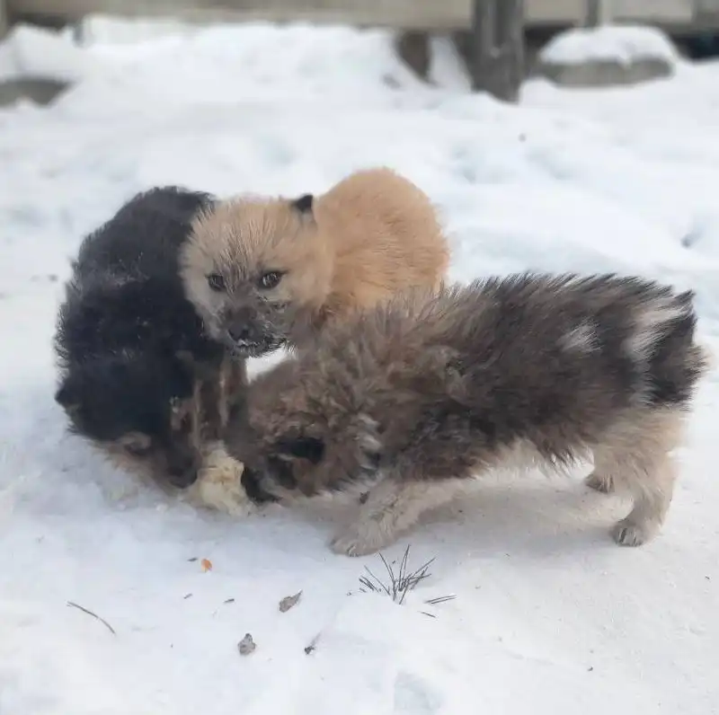Ищем передержку для щенков на 3 недели в Улан-Удэ - Передержка животных (Услуги) в Улан-Удэ