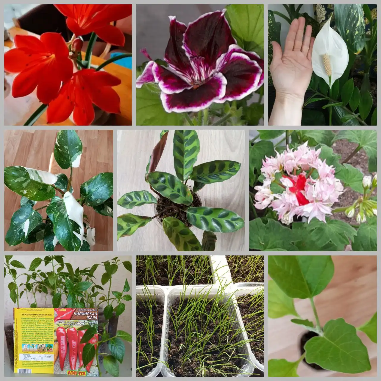 Растюхи для души и не только - группа о садоводстве - Садоводство (Хобби и отдых) в Улан-Удэ