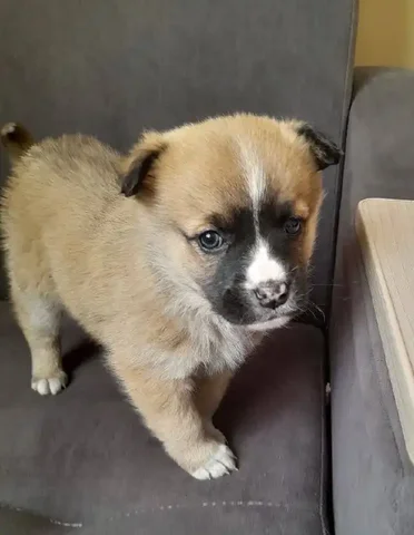 Девочка в добрые руки в Улан-Удэ - Передержка животных в Улан-Удэ