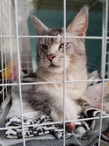 Ищем хозяев для котика в Улан-Удэ - Найденные животные в Улан-Удэ