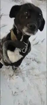 Собака прибилась на Лысой горе по Калужской - Собаки (Животные) в Улан-Удэ