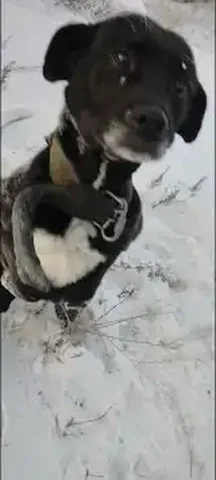 Собака прибилась на Лысой горе по Калужской - Найденные животные в Улан-Удэ