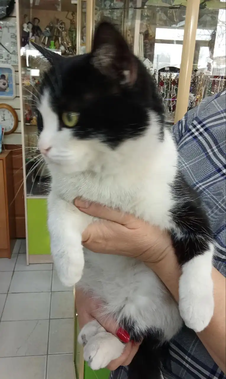 Отдам кошечку в добрые руки в Улан-Удэ - Кошки (Животные) в Улан-Удэ