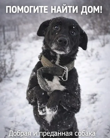 Ищу дом для бездомной собаки в Улан-Удэ - Найденные животные в Улан-Удэ