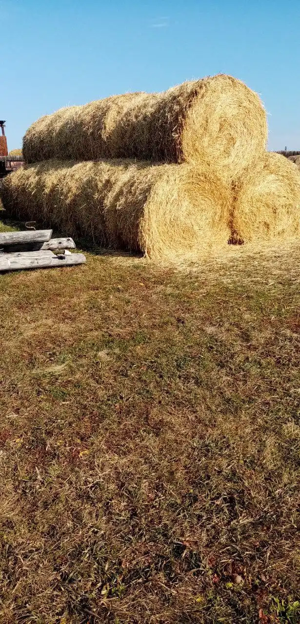 Продажа сена и соломы в Лохово Черемховского района - Сельхозпродукция (Для дома и дачи) в Лохово