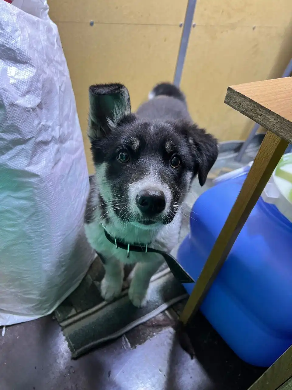 Найдена собака с новым ошейником - Собаки (Животные) в Улан-Удэ