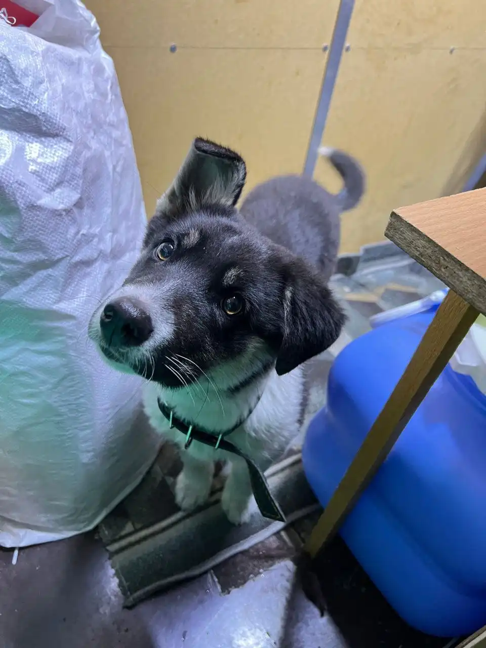 Найдена собака с новым ошейником - Собаки (Животные) в Улан-Удэ