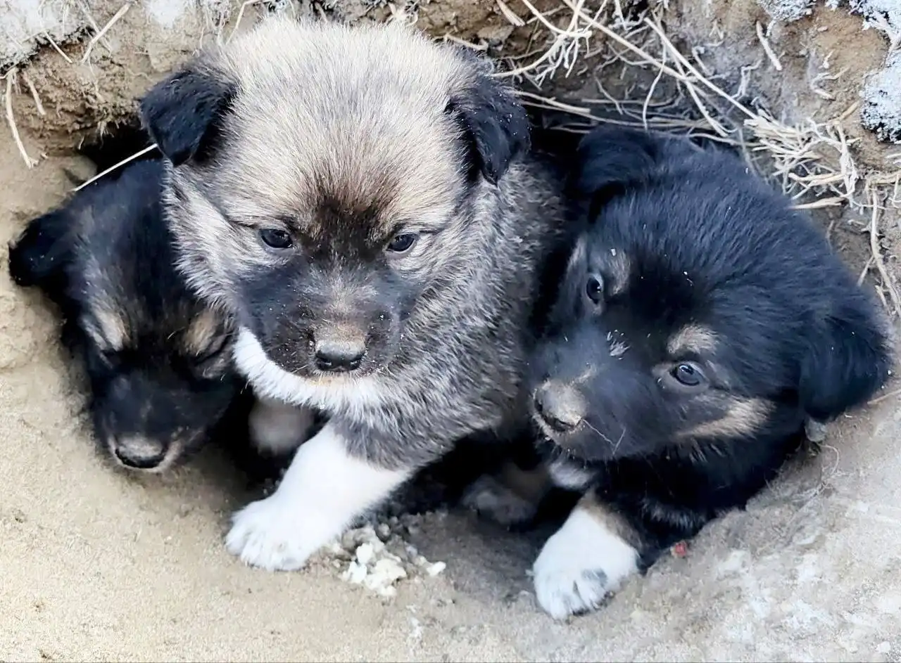 Щенки ищут хозяев в Улан-Удэ - Собаки (Животные) в Улан-Удэ