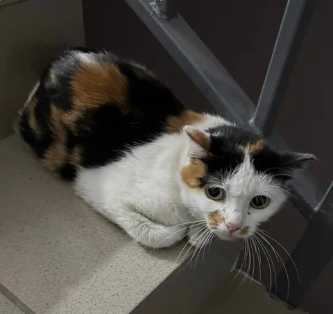 Кошка ищет дом в Улан-Удэ - Найденные животные в Улан-Удэ