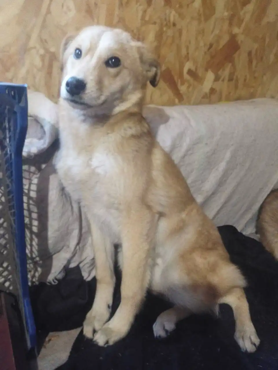 Щенок мальчик ищет дом - Собаки (Животные) в Улан-Удэ