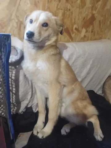 Щенок мальчик ищет дом - Найденные животные в Улан-Удэ