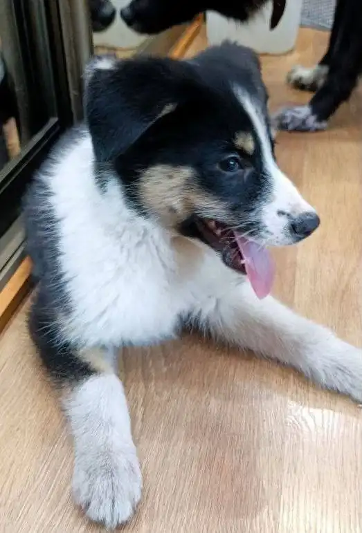 Щенок для охраны дома в Улан-Удэ - Собаки (Животные) в Улан-Удэ