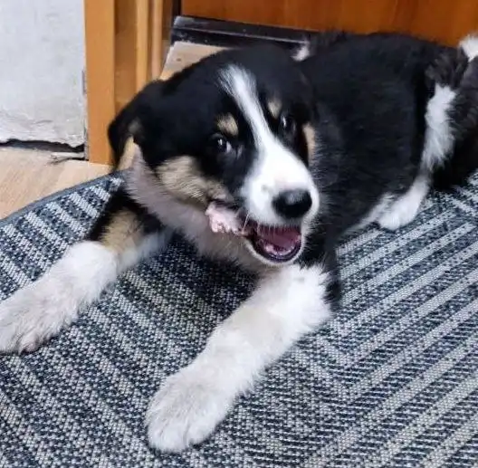 Щенок для охраны дома в Улан-Удэ - Собаки (Животные) в Улан-Удэ