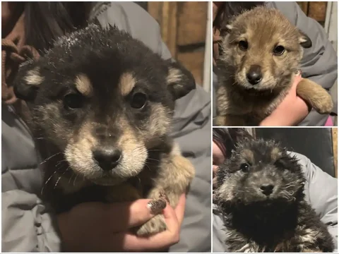 Щенки ищут дом в Улан-Удэ - Найденные животные в Улан-Удэ