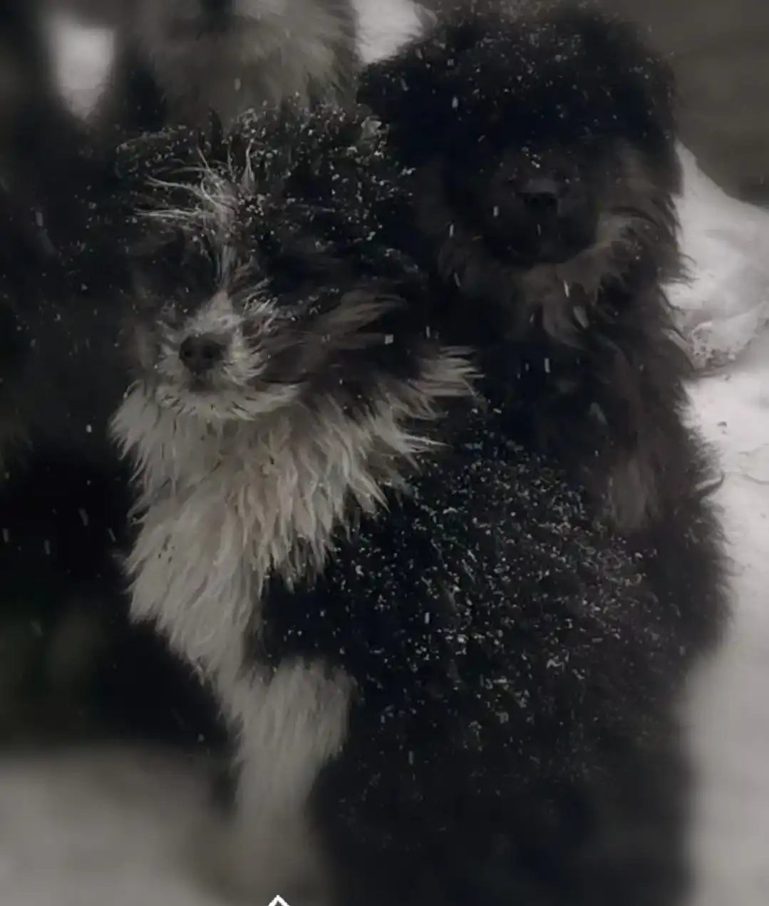 Щенки немецкой овчарки ищут хозяев в Улан-Удэ - Собаки (Животные) в Улан-Удэ