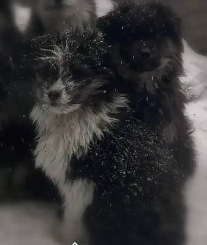 Щенки немецкой овчарки ищут хозяев в Улан-Удэ - Найденные животные в Улан-Удэ