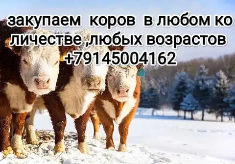 Закупка коров и коней - Найденные животные в Улан-Удэ