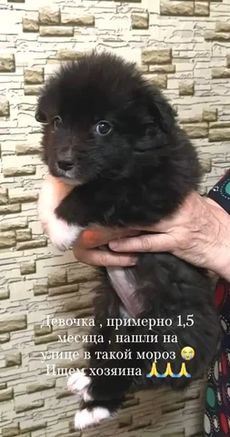 Отдам в добрые руки котенка в Улан-Удэ - Найденные животные в Улан-Удэ