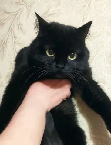 Молодая красивая кошечка ищет дом - Найденные животные в Улан-Удэ