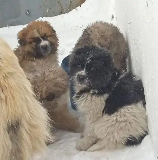 Щенки и собака-мама ищут дом в Улан-Удэ - Собаки (Животные) в Улан-Удэ