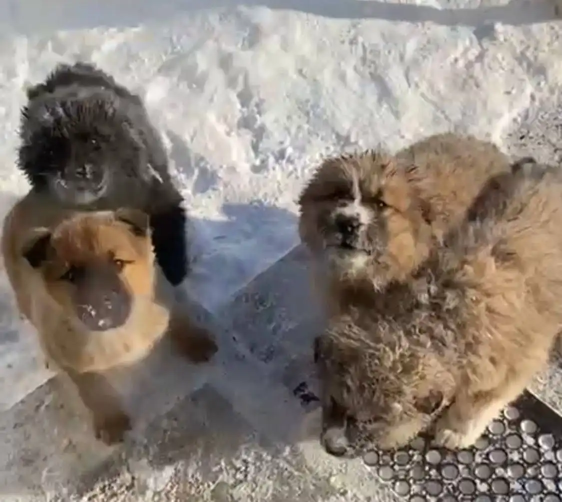 Щенки и собака-мама ищут дом в Улан-Удэ - Собаки (Животные) в Улан-Удэ